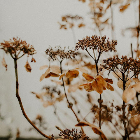 It's Autumn: Leave the Leaves for Pollinators!