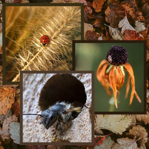 It's Autumn: Leave the Leaves for Pollinators!