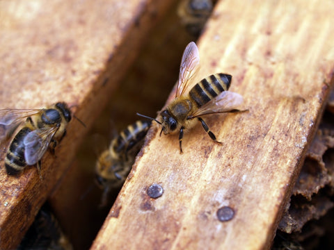 Summer Dearth - Feeding the Bees in July and August