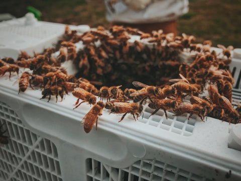 Appalachian Apiaries Bee Package 2025 Preorder