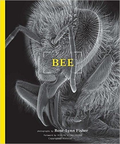 Bee, by Rose-Lynn Fisher