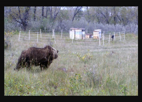 Class: Bear Fencing with Dave Cowart