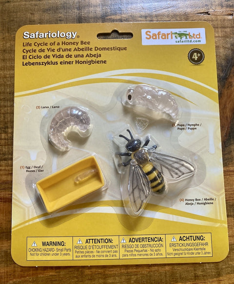 Safariology: Life Cycle of a Honey Bee