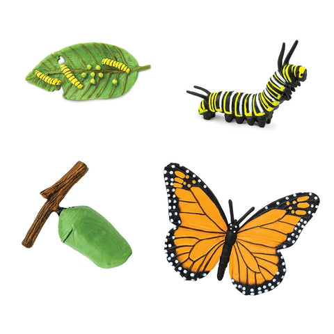 Safariology: Life Cycle of a Monarch