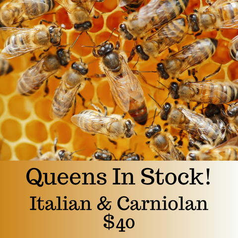 Z's Bees Californian Mated Queen ( Carniolan & Italian) 2024